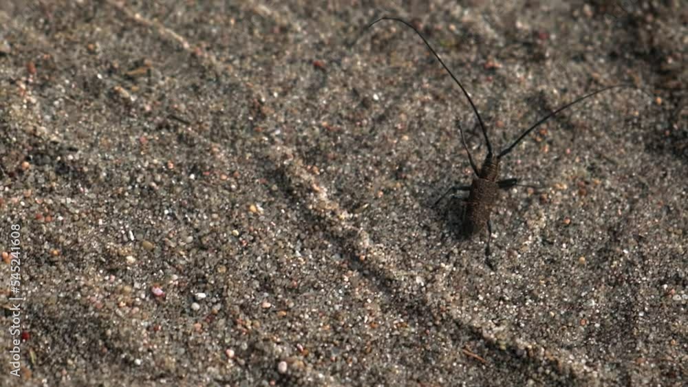 a large forest beetle runs across the sand, a beetle with a large mustache, a barbel beetle, slow motion a large forest beetle runs across the sand, a beetle with a large mustache, a barbel beetle, slow motion