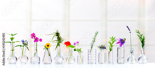 Photos Panoramic Medicinal Plants for Phytotherapy.