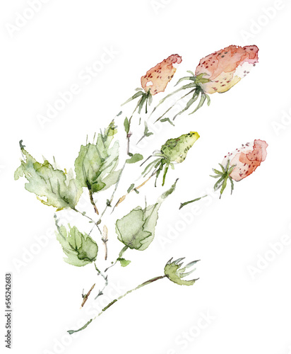 Watercolor strawberry. Red berry. Vintage pattern on a background isolated Watercolor set of wild berries on a branch with leaves. On an iolated background. For design. Picturesque illustration, logo