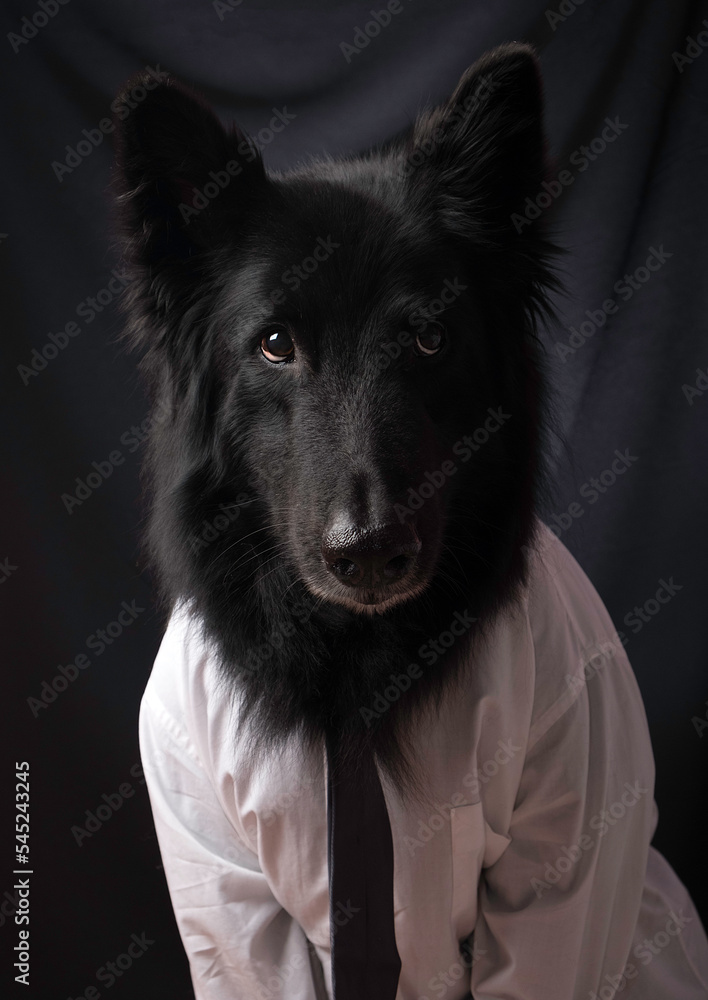 Portrait of a dog in a white shirt and tie on a black background. Belgian Shepherd dressed as a clerk or office worker.