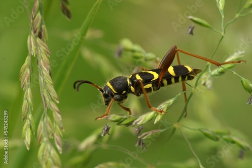 Closeup of Clytus arietis beetle walking on green plants photo