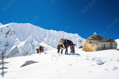 Donkeys carrying essential supplies up the snowy mountains in the Larke Pass of Manaslu Circuit Trek in the Himalayas, Nepal photo