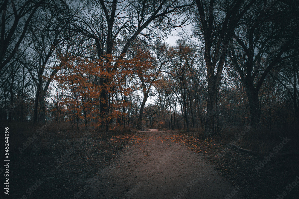 sunset in the park