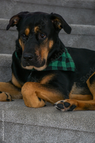 portrait of a dog laying on stairs wearing a green plaid bandana on steps tired sleepy puppy