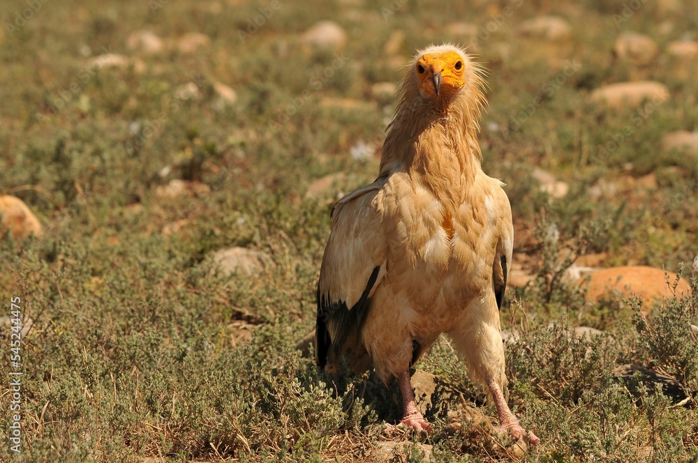 Closeup shot of a brown Egyptian vulture looking at the camera in the field Closeup shot of a brown Egyptian vulture looking at the camera in the field
