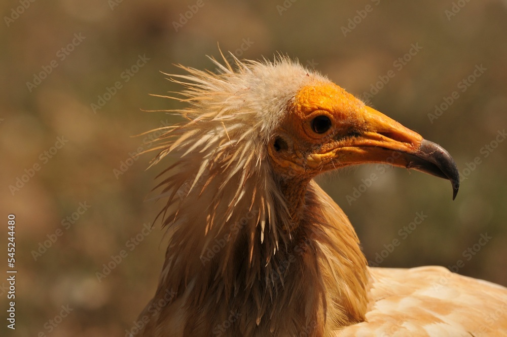 Portrait of an Egyptian vulture with a brown plumage and yellow beak on an isolated background Portrait of an Egyptian vulture with a brown plumage and yellow beak on an isolated background