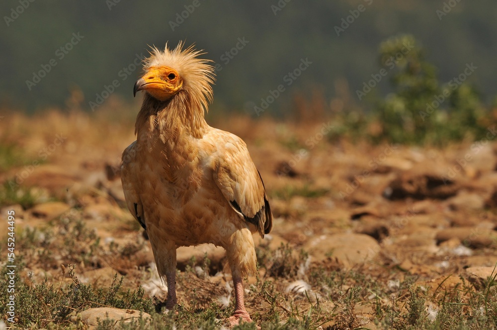 Closeup shot of a brown Egyptian vulture with funny hair in the field Closeup shot of a brown Egyptian vulture with funny hair in the field