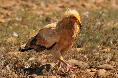 Closeup shot of a brown Egyptian vulture with black wings walking in the field