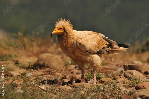 Closeup shot of a brown Egyptian vulture in a hunting pose in the field photo