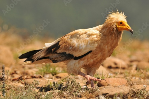 Closeup shot of a beautiful brown Egyptian vulture in the field on an isolated background