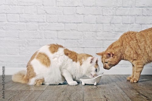 Fototapet Ginger cat looking jealous to a tabby cat eating  from a food bowl