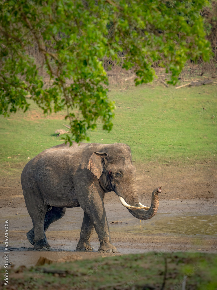 Fototapeta premium Asian wild elephant in habitat 