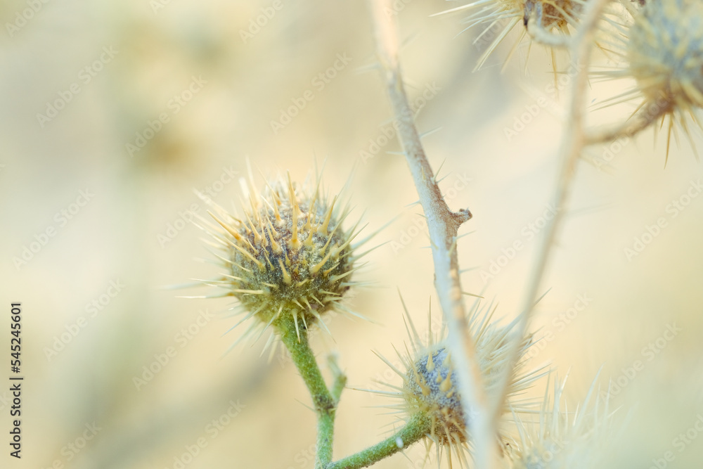 Buffalo bur plant closeup with blurred background in Texas.