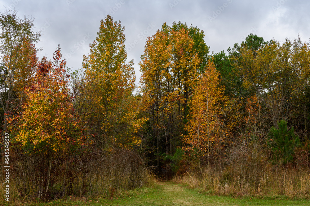 Fall Foliage - Lake Bob Sandlin SP-6591