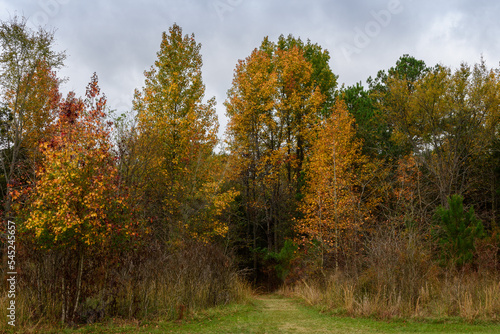 Fall Foliage - Lake Bob Sandlin SP-6591