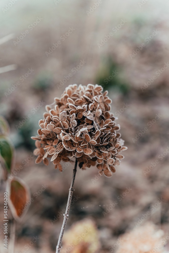 Vertical shot of a withered hydrangea covered with frost Vertical shot of a withered hydrangea covered with frost
