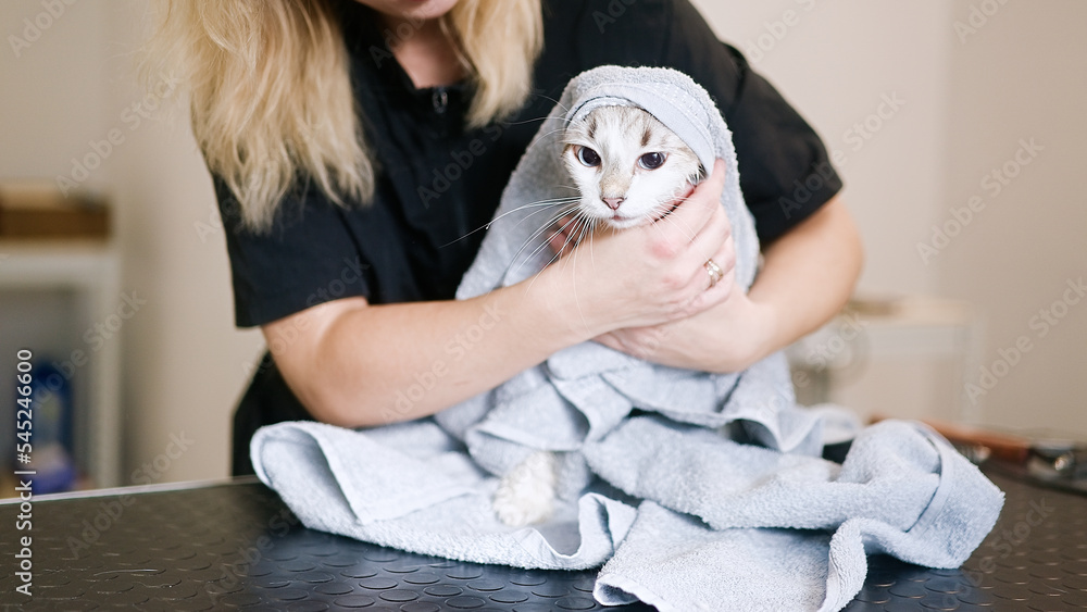 Cat grooming in pet beauty salon Cat grooming in pet beauty salon