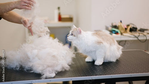 Fotografie, Obraz Cat grooming in pet beauty salon