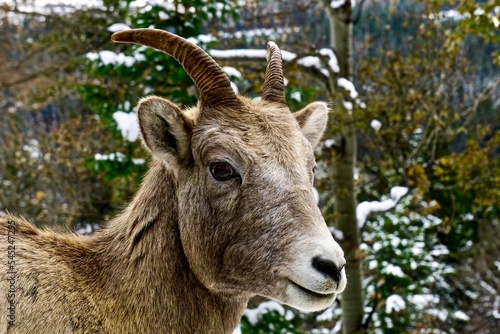 portrait of a mountain sheep
