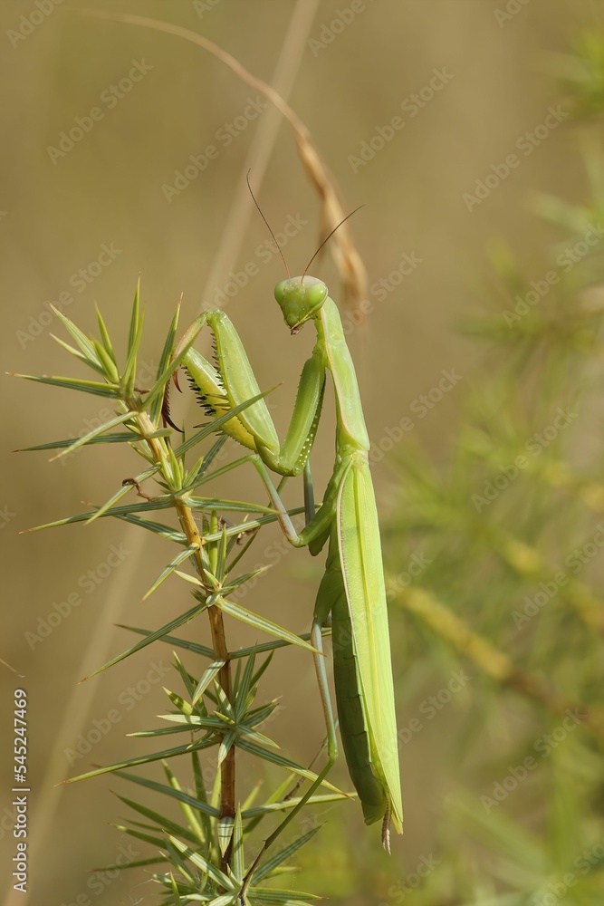 Closeup of a European praying mantis (mantis religiosa) isolated on a green plant Closeup of a European praying mantis (mantis religiosa) isolated on a green plant