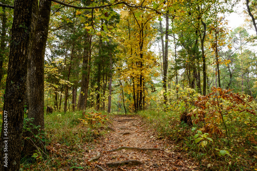 Fototapeta premium Fall Foliage - Lake Bob Sandlin SP-6617