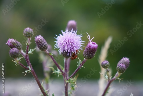 Closeup shot of Spear Thistle flowers photo