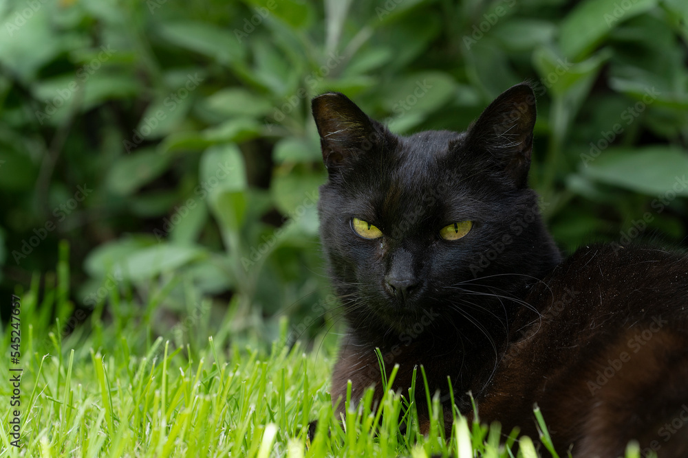Black cat lying andresting in a safe spot in the green grass in the garden looking at the camera Black cat lying andresting in a safe spot in the green grass in the garden looking at the camera
