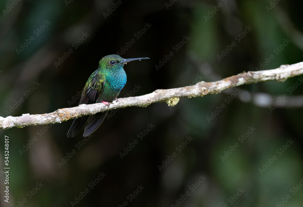 Tiny Bronze-tailed Plumeleteer (Chalybura urochrysia) Tiny Bronze-tailed Plumeleteer (Chalybura urochrysia)