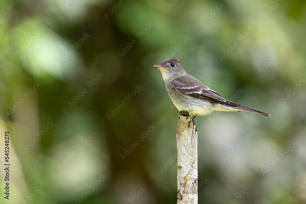Cute Eastern wood Pewee (Contopus virens) perched on a tree stump Cute Eastern wood Pewee (Contopus virens) perched on a tree stump