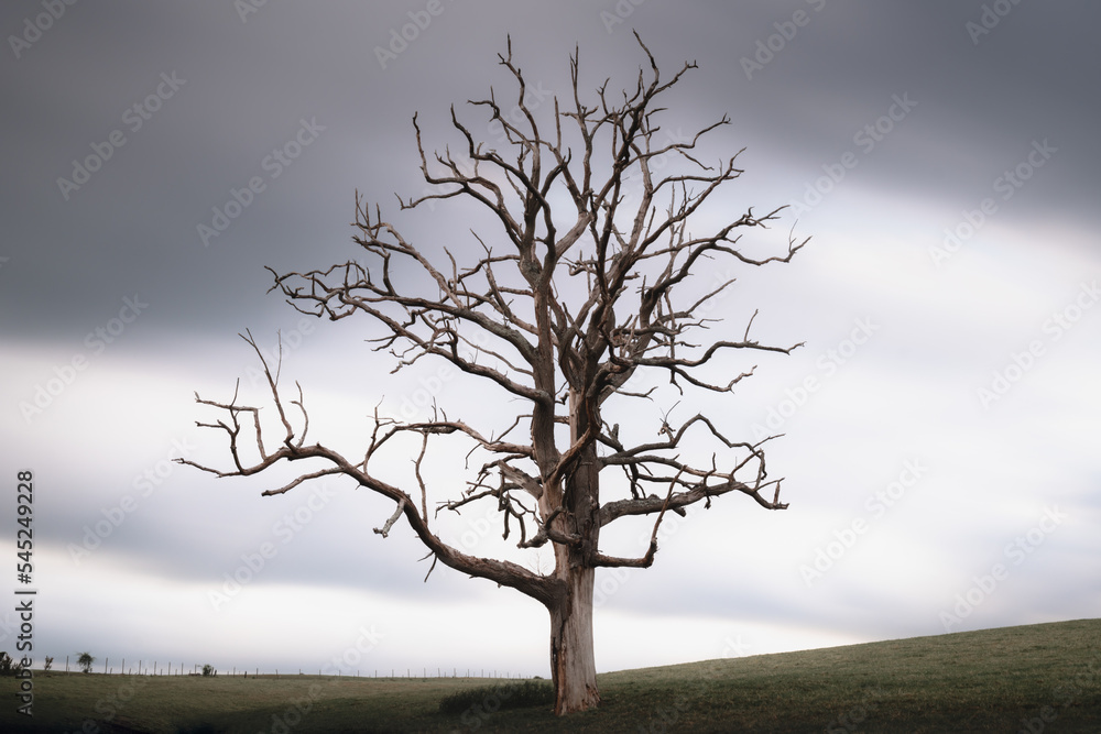 Tree in Winter