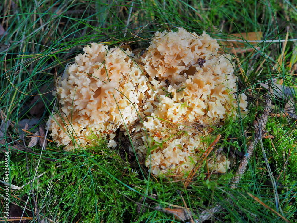 Photo of Sparassis crispa growing in moss and grass near a pine tree Photo of Sparassis crispa growing in moss and grass near a pine tree