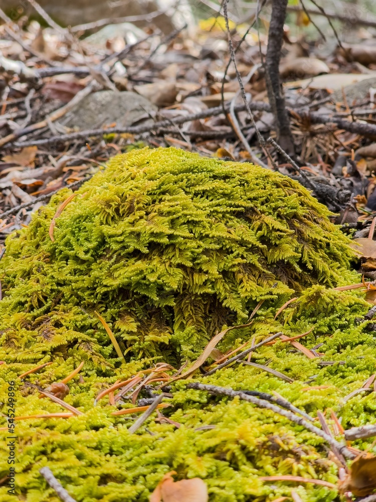 Vertical selective focus shot of bright green moss and dry leaves on rocks in Colrado Vertical selective focus shot of bright green moss and dry leaves on rocks in Colrado