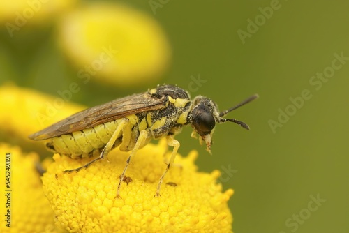 Closeup of a sawfly (tanacetum vulgare) sitting on tansy flower © Henk Wallays/Wirestock Creators