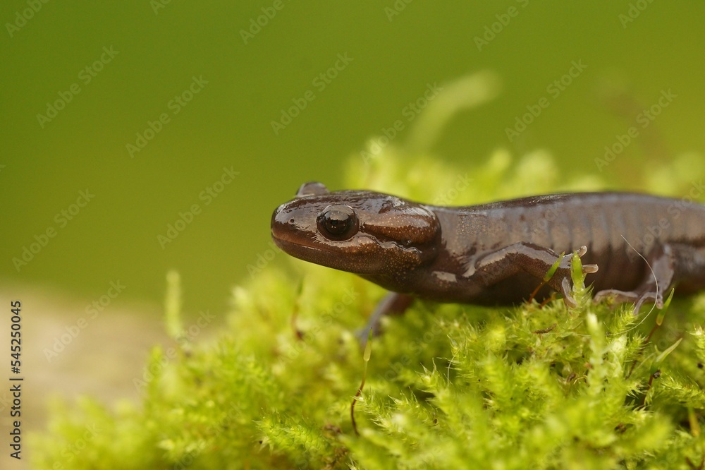 Closeup of a Northwestern salamander - Ambystoma gracile Closeup of a Northwestern salamander - Ambystoma gracile