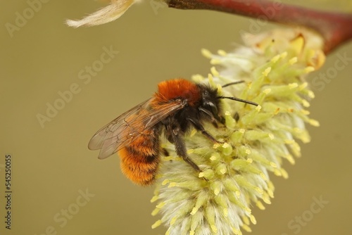 Closeup of a tawny mining bee (andrena fulva) pollinating salix flower photo