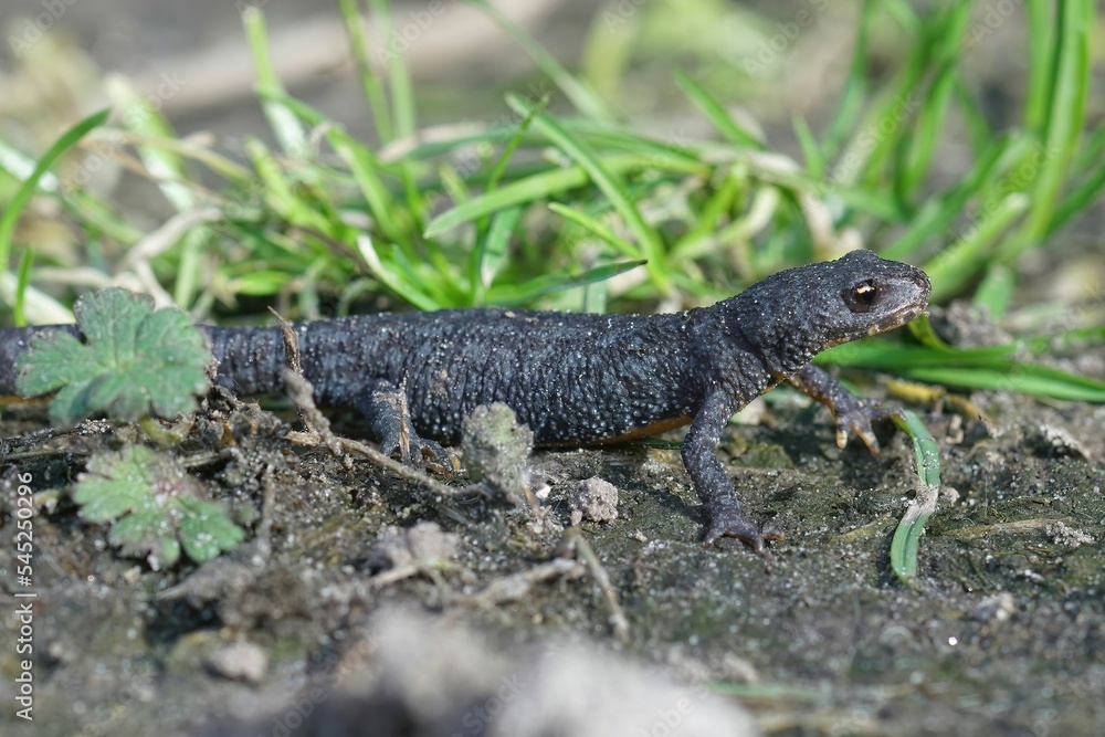 Fototapeta premium Closeup of an Alpine newt standing on the ground with grass