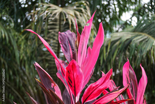 pink flower