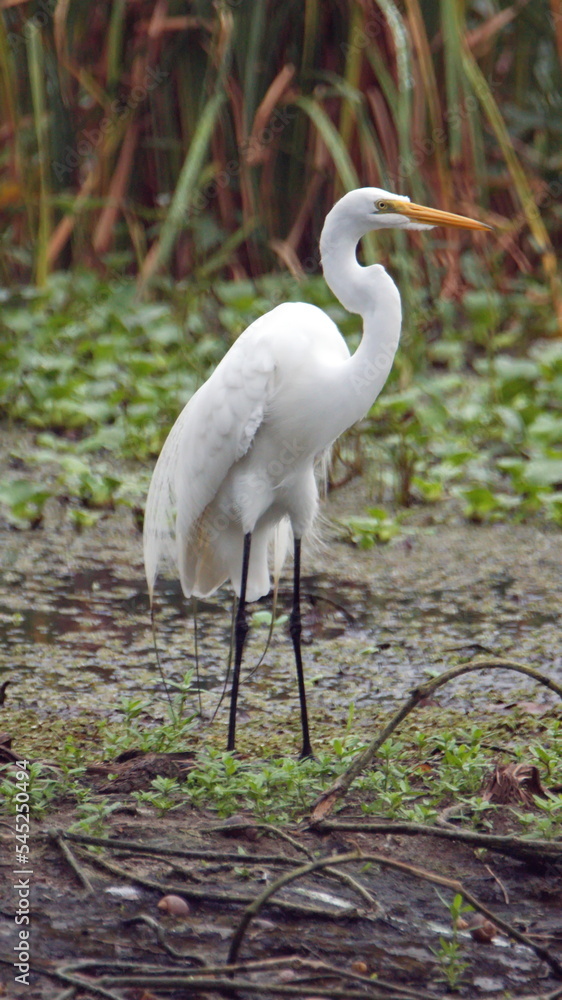 Fototapeta premium Great egret (Ardea alba) in the La Segua wetlands near Chone, Ecuador