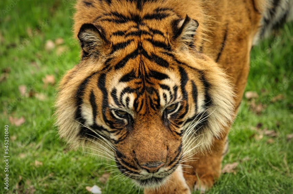 Fototapeta premium Closeup shot of a beautiful tiger at the zoo