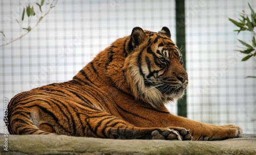 Closeup shot of a beautiful tiger at the zoo