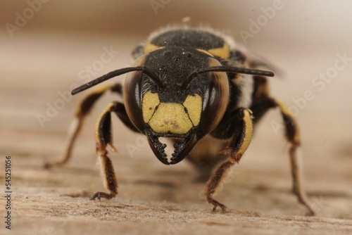 Fotografia Closeup of Anthidium florentinum female Florentine woolcarder bee