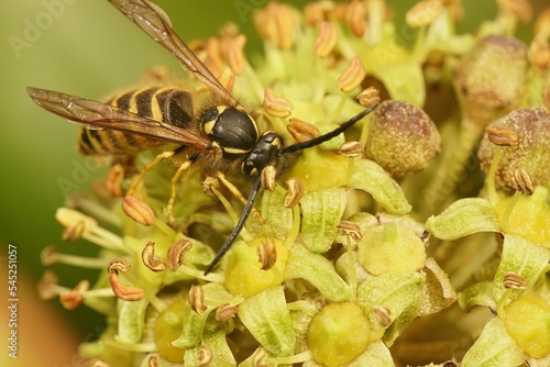 Closeup shot of a bee on yellow flowers © Henk Wallays/Wirestock Creators