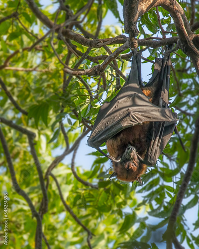 A bat hanging on a tree and sleeping