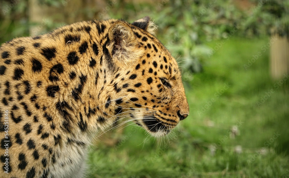 Closeup of an Amur leopard in the forest Closeup of an Amur leopard in the forest