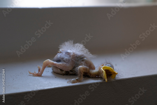 Fototapeta Naklejka Na Ścianę i Meble -  Body of a dead baby starling, just hatched bird cick or fledgeling lying on a windowsill