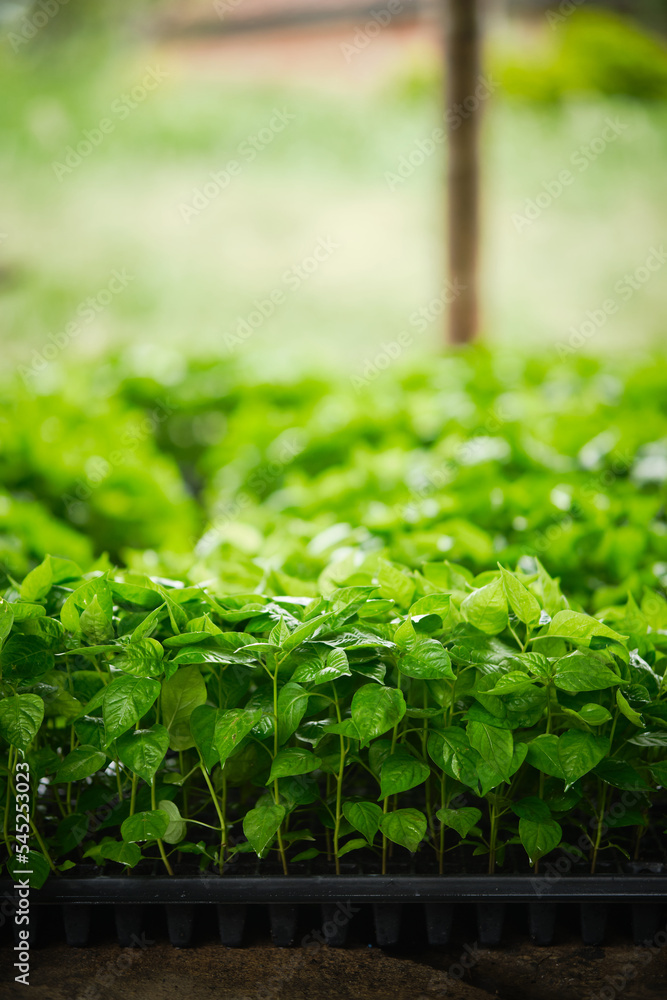 seedlings of aji tabasco in planting trays seedlings of aji tabasco in planting trays