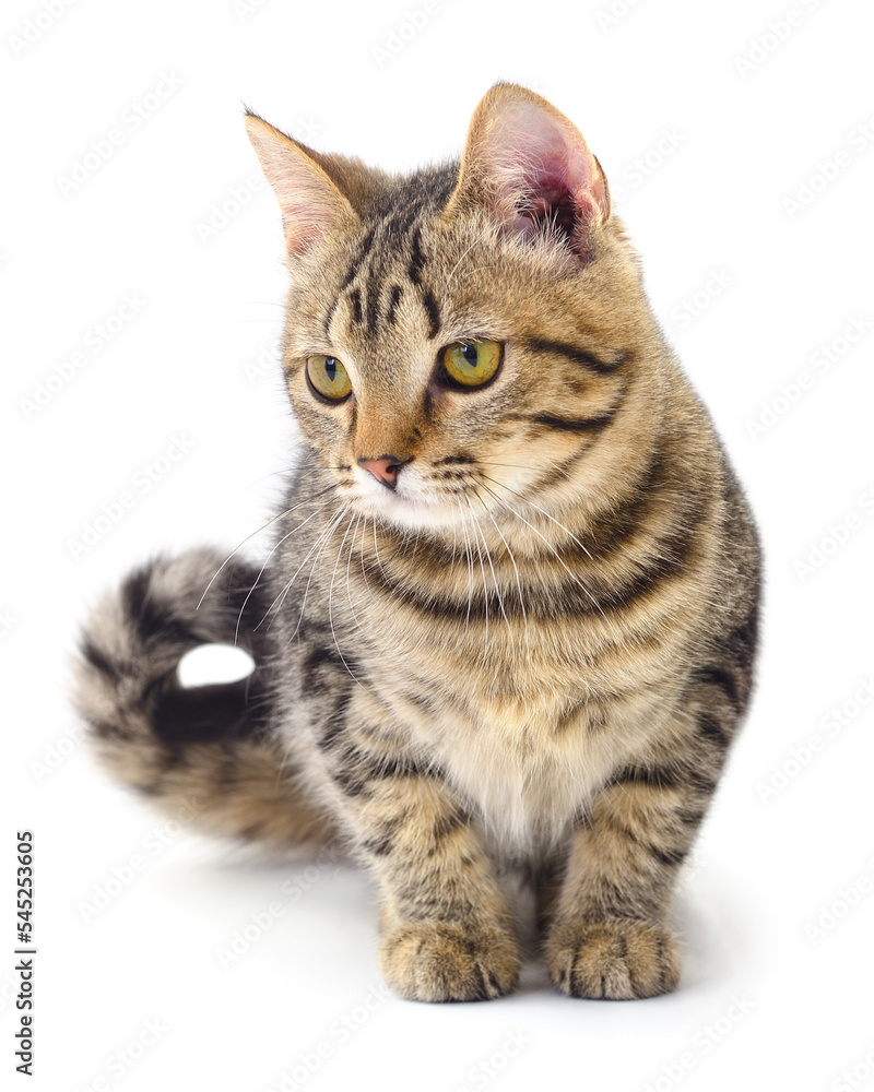 Kitten on white background.