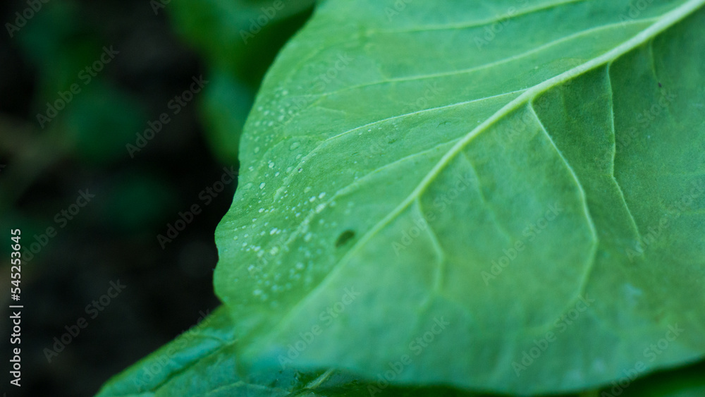 Hoja de haba Hoja de haba