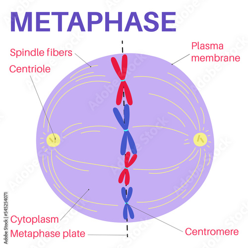 Metaphase is a stage of mitosis in the eukaryotic cell cycle. photo