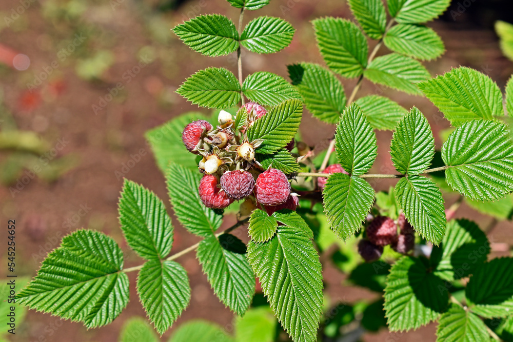 Mysore raspberry, Ceylon raspberry or hill raspberry (Rubus niveus) fruits on orchard